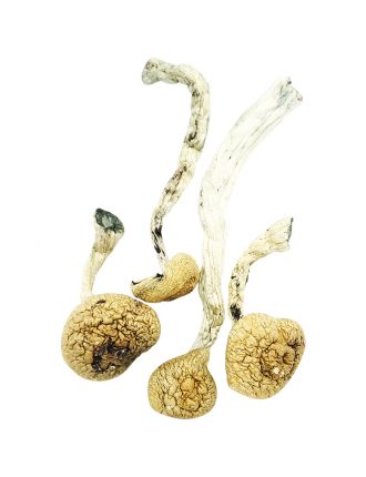 Amazonian Cubensis Product Picture
