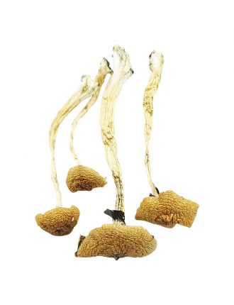Cambodian Cubensis Product Picture.