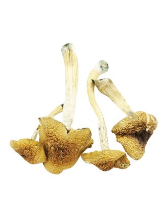 Malabar Cubensis Product Picture.